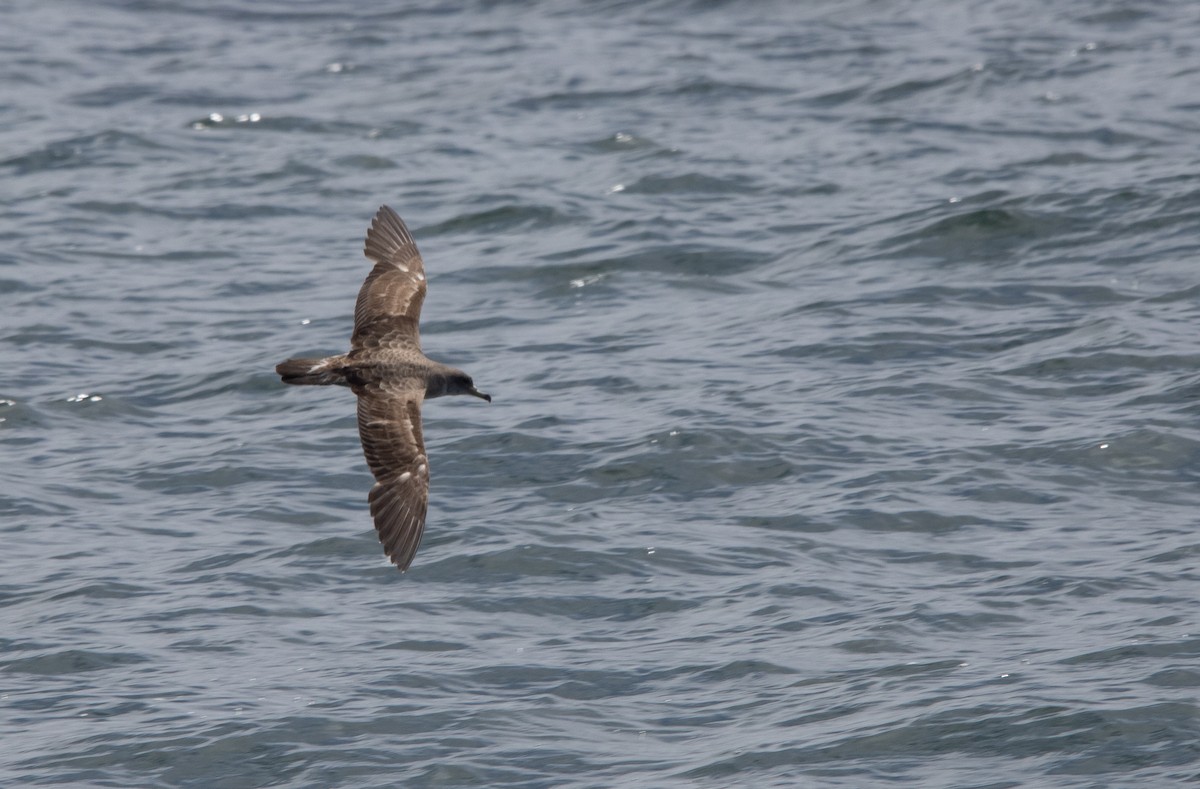 Scopoli's Shearwater - ML638877468
