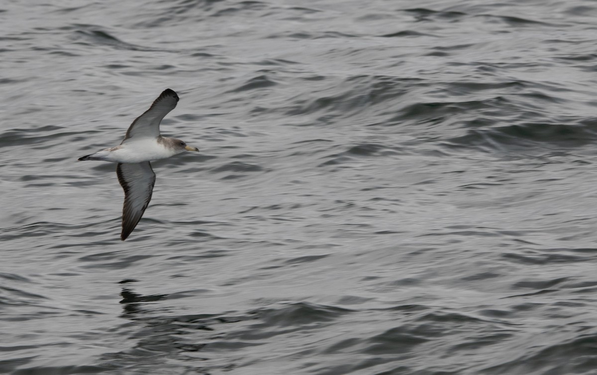 Scopoli's Shearwater - ML638877469
