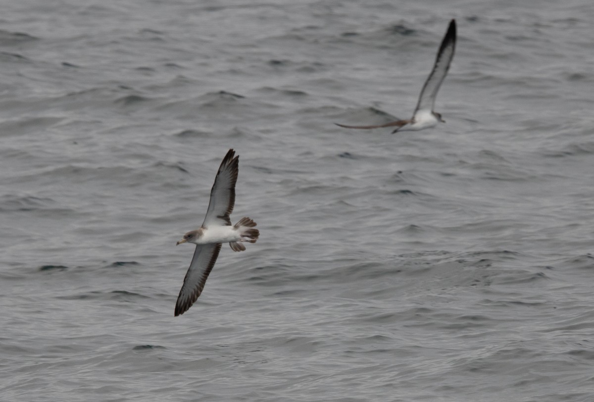 Scopoli's Shearwater - ML638877470