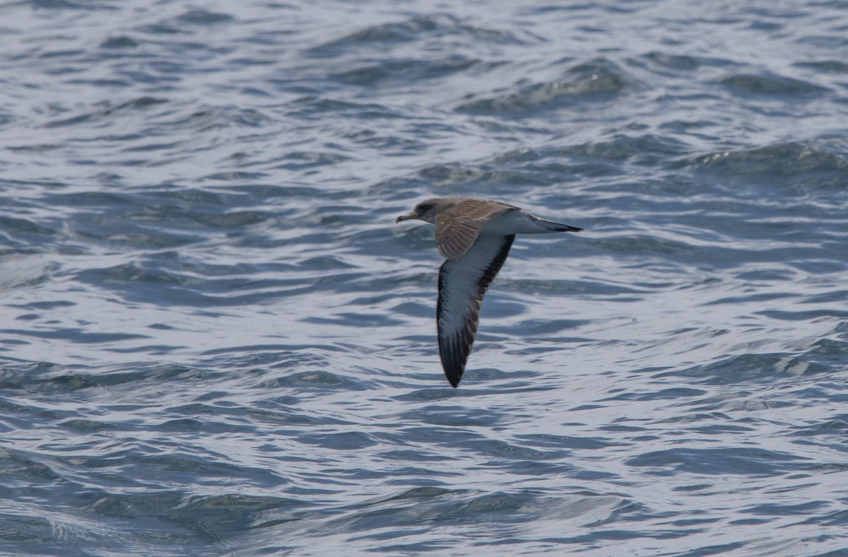Scopoli's Shearwater - ML638877472
