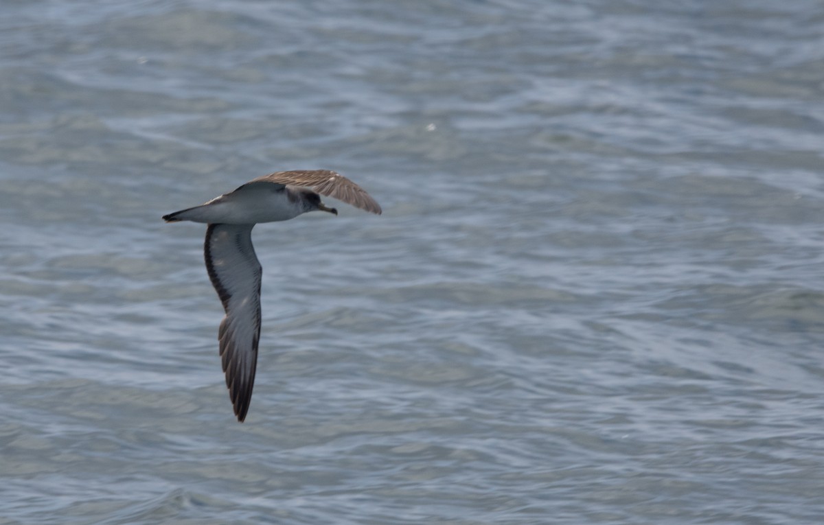 Scopoli's Shearwater - ML638877473