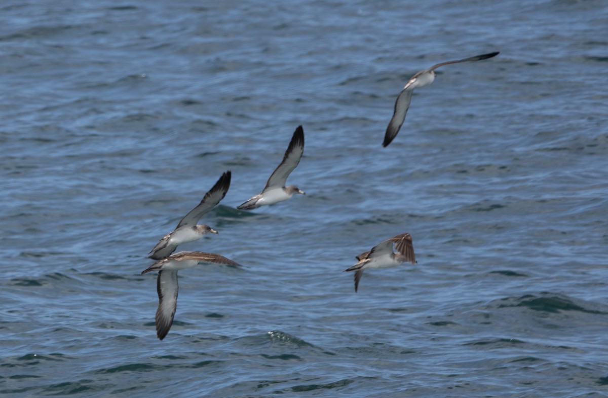 Scopoli's Shearwater - ML638877474