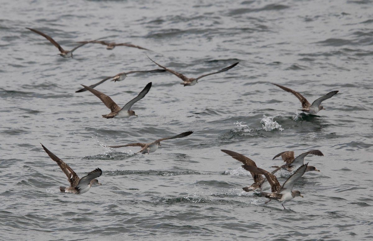 Scopoli's Shearwater - ML638877480