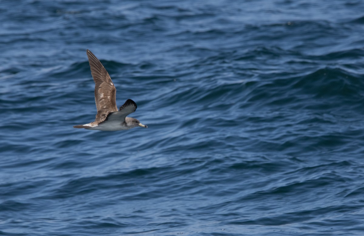 Scopoli's Shearwater - ML638877481