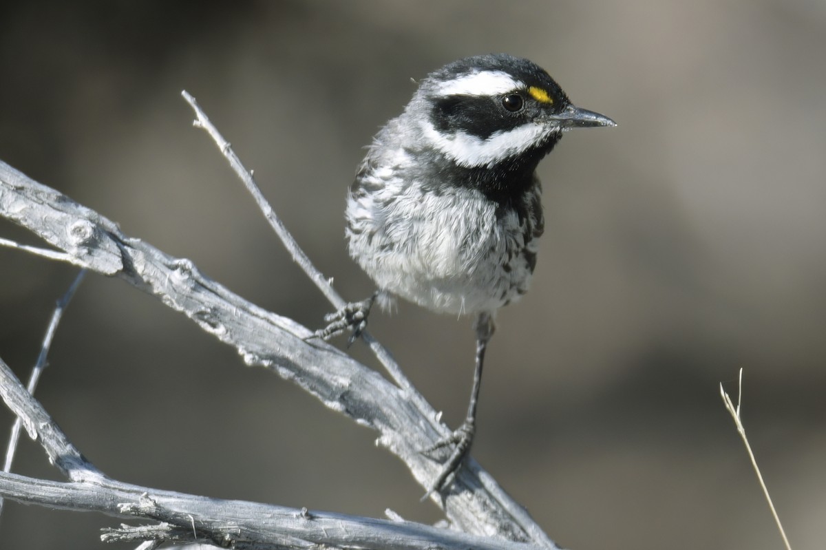 Black-throated Gray Warbler - ML638877486