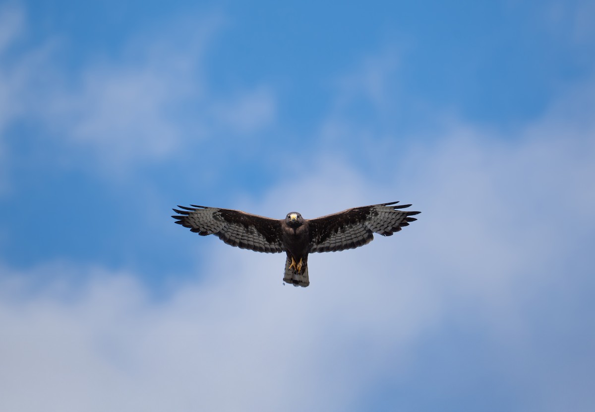 Short-tailed Hawk - ML638877525