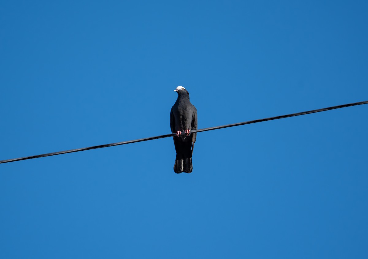 White-crowned Pigeon - ML638877527