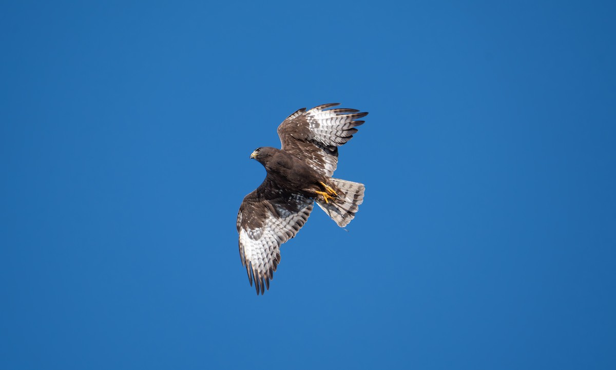 Short-tailed Hawk - ML638877544
