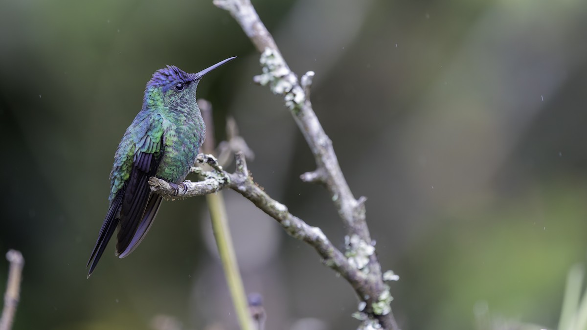 Violet-capped Woodnymph - ML638877571