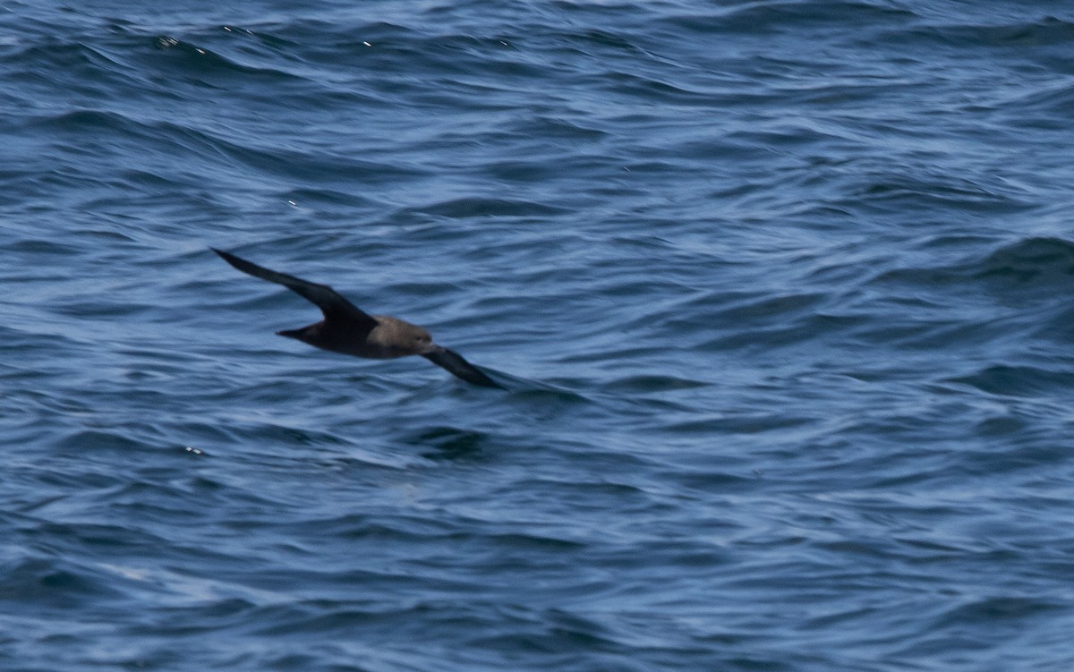 Sooty Shearwater - ML638877574