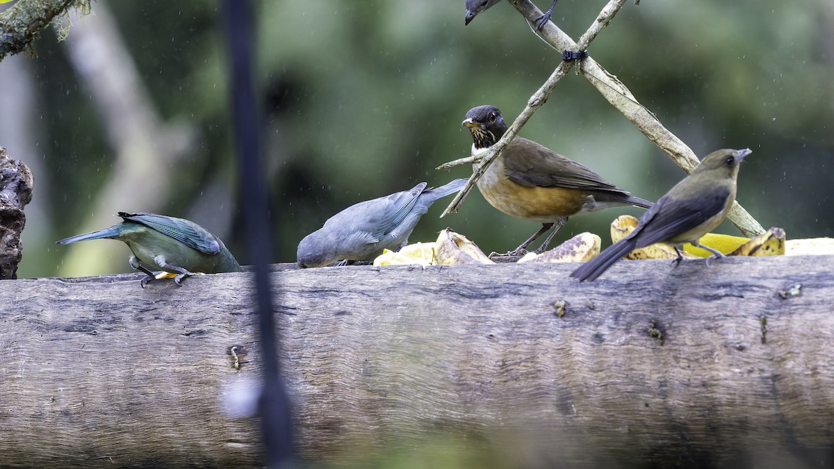 White-necked Thrush (Rufous-flanked) - ML638877613