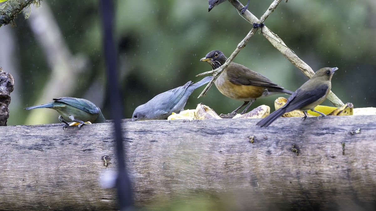 White-necked Thrush (Rufous-flanked) - ML638877614