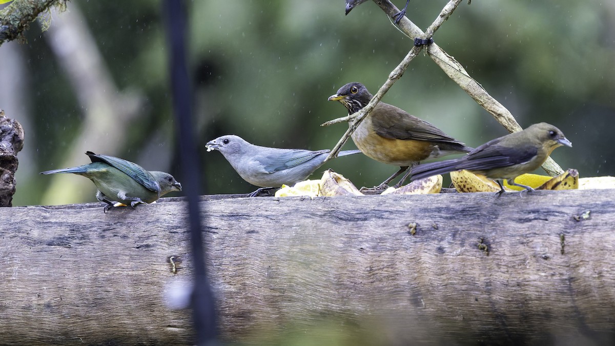 White-necked Thrush (Rufous-flanked) - ML638877616