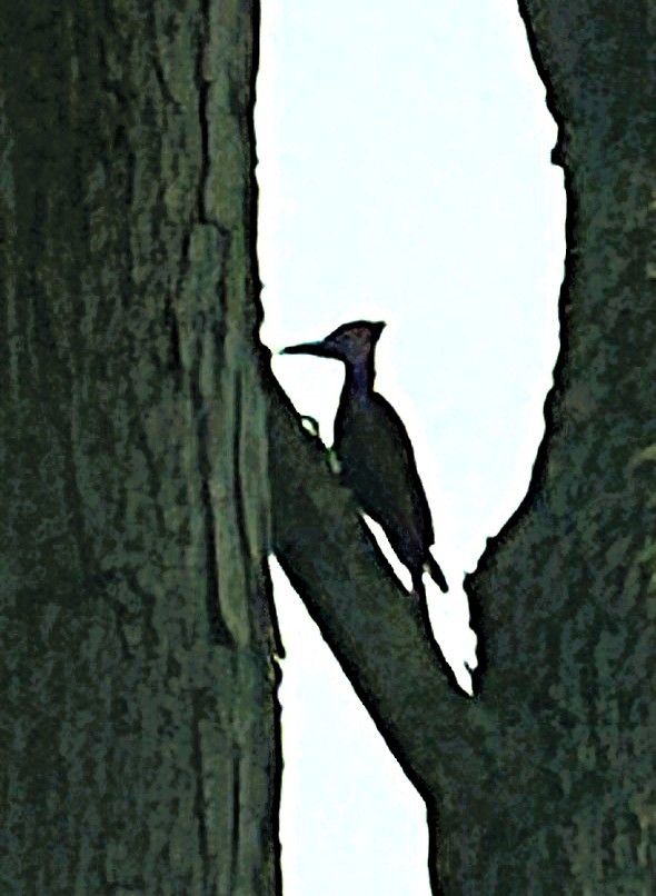 エボシクマゲラ - ML638877622