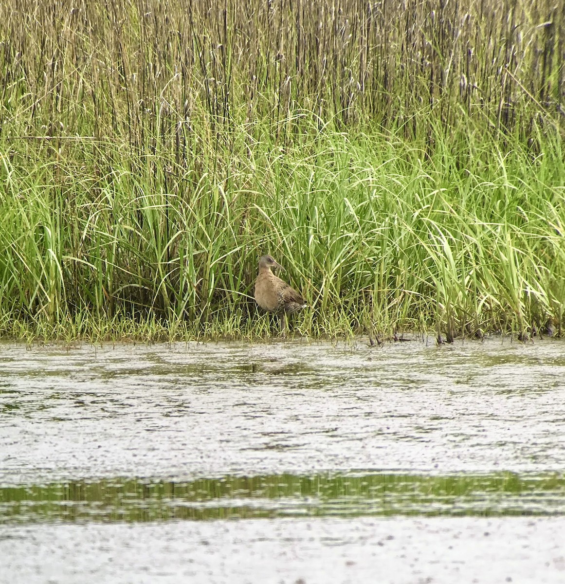 Clapper Rail - ML638877630