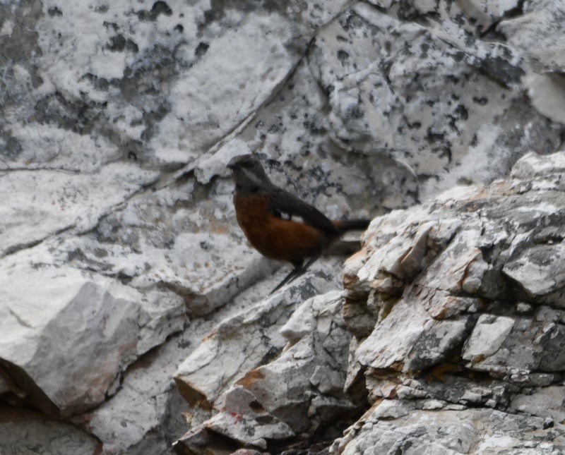 Cape Rockjumper - ML638877631