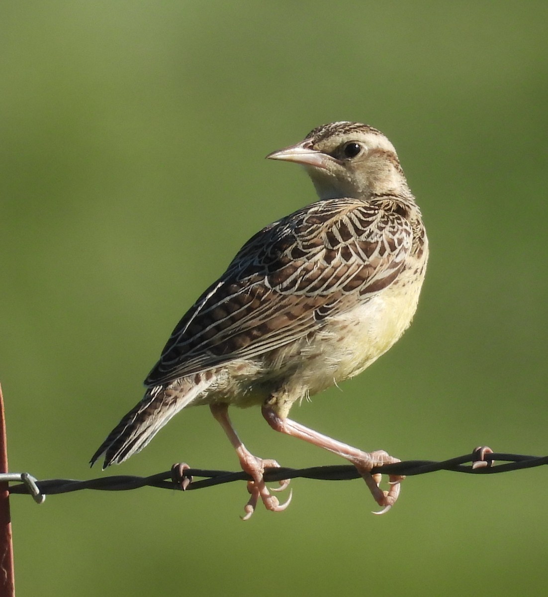 Western Meadowlark - ML638877634