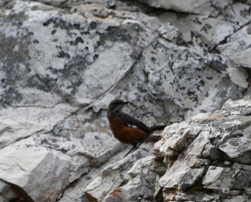 Cape Rockjumper - ML638877641