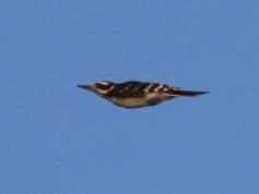 Hairy Woodpecker - ML638877662