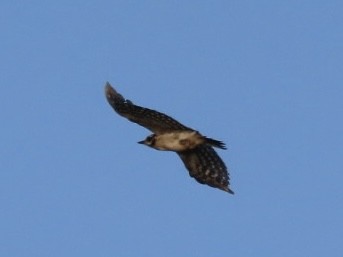 Hairy Woodpecker - ML638877663