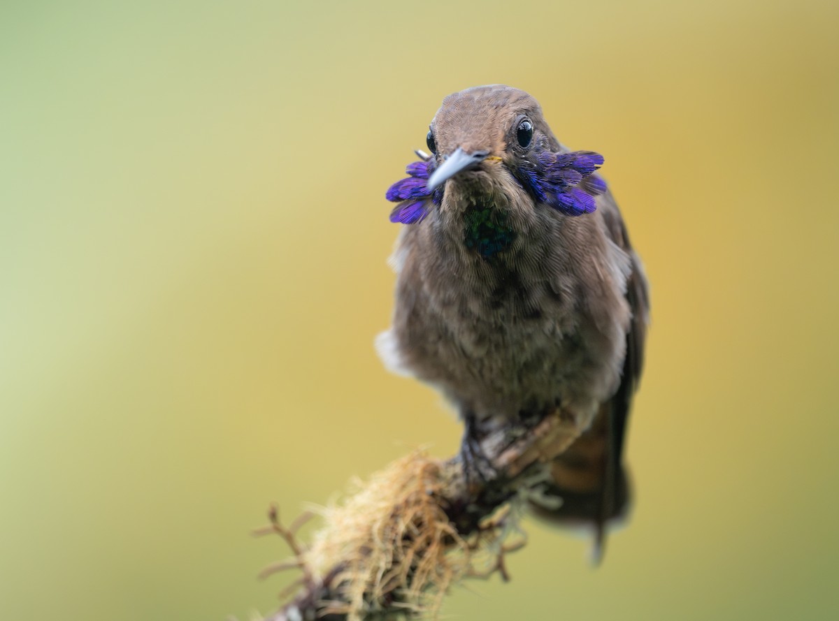Brown Violetear - ML638877671