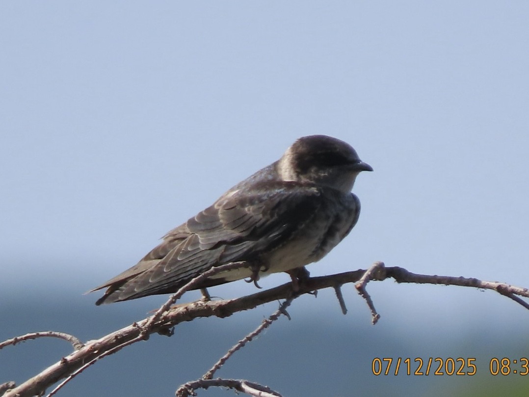 Purple Martin - ML638877672