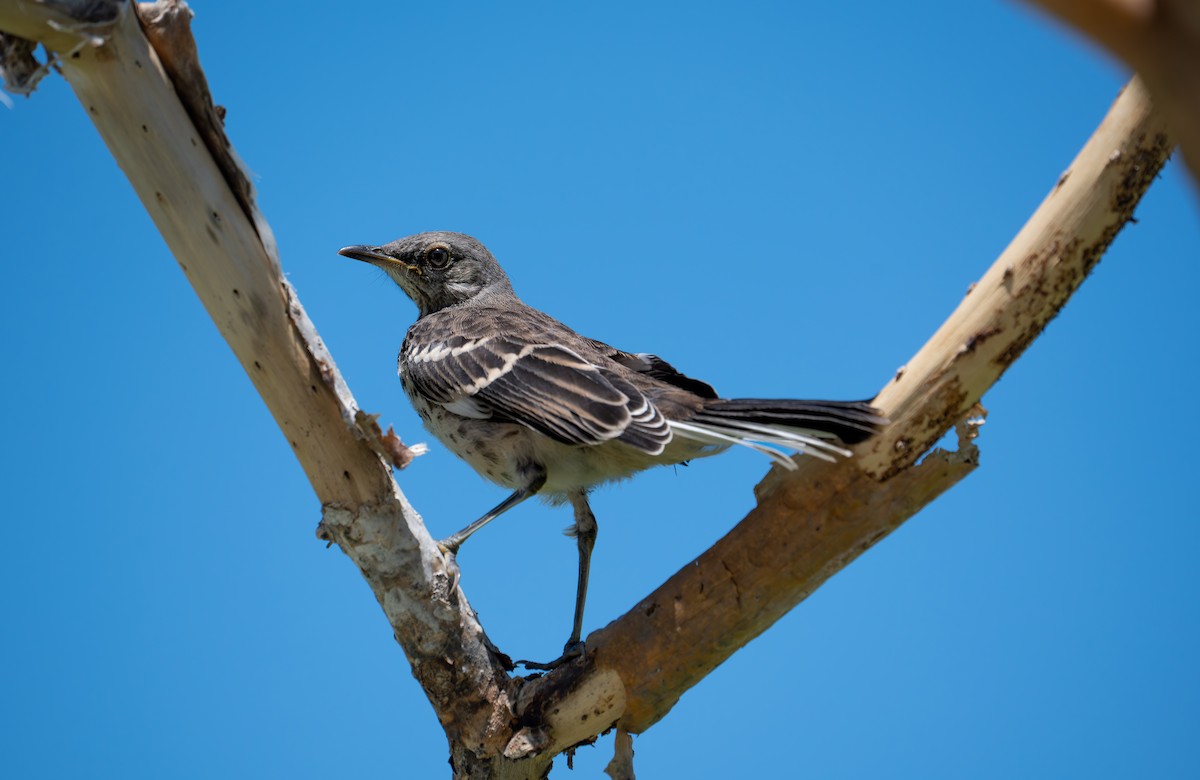 Northern Mockingbird - ML638877725