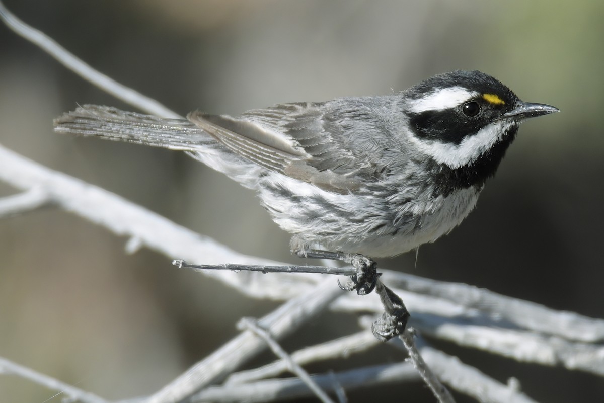Black-throated Gray Warbler - ML638877726