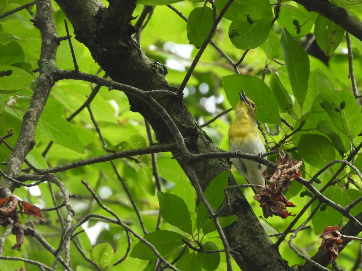 Yellow-throated Vireo - ML638877747