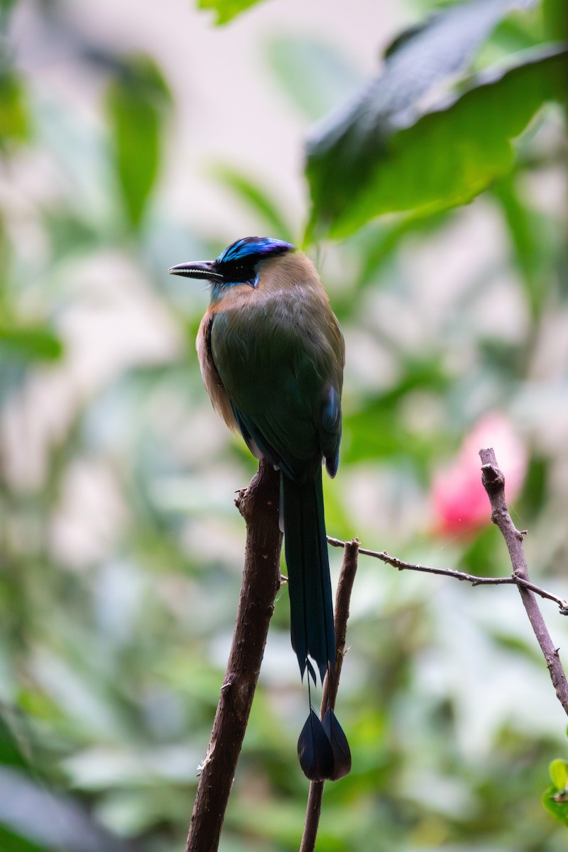 Lesson's Motmot - ML638877785