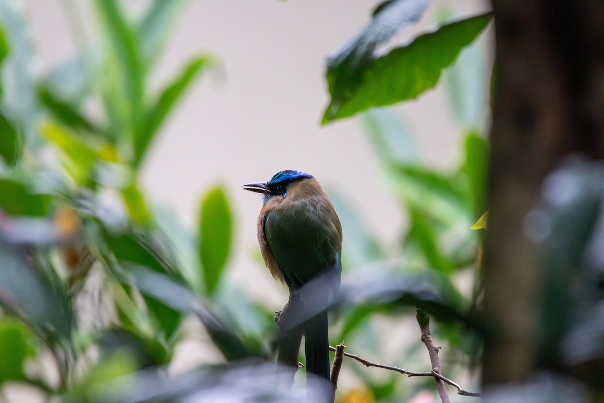 Lesson's Motmot - ML638877786