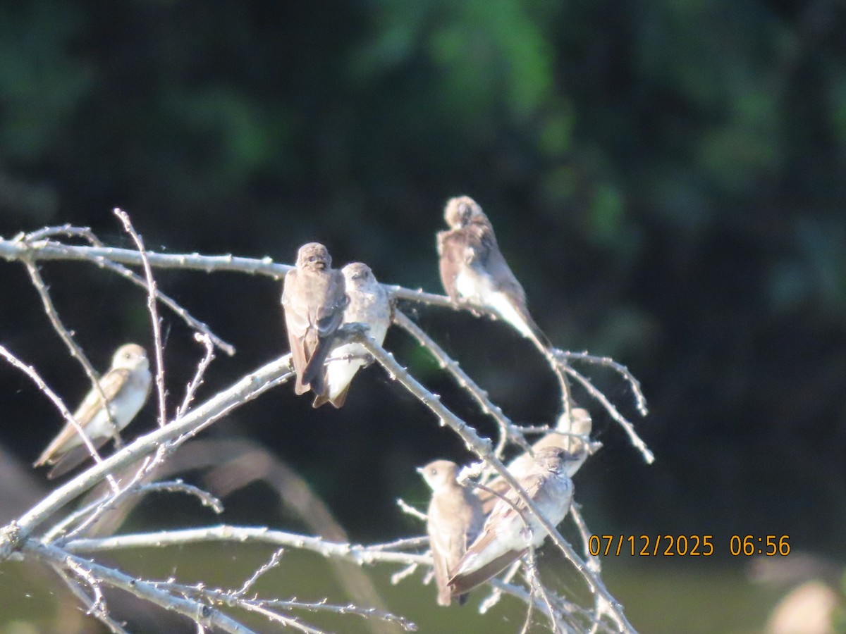 Northern Rough-winged Swallow - ML638877808