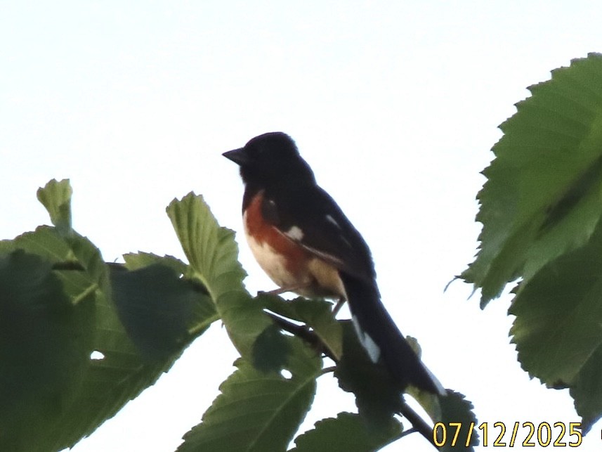 Eastern Towhee - ML638877813