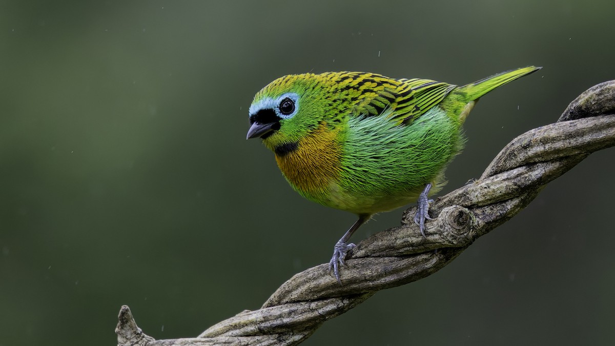 Brassy-breasted Tanager - ML638877820