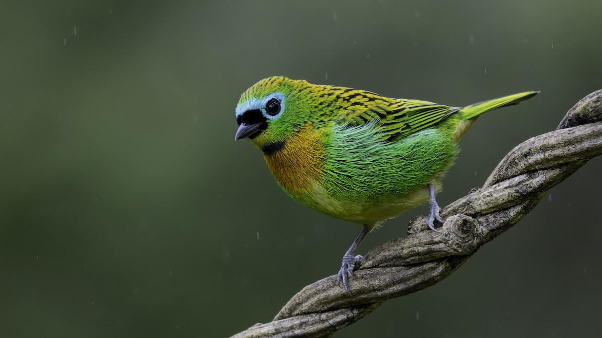 Brassy-breasted Tanager - ML638877821