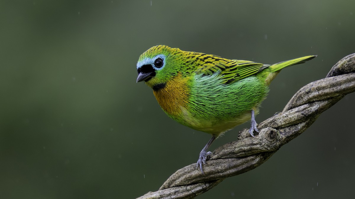 Brassy-breasted Tanager - ML638877822