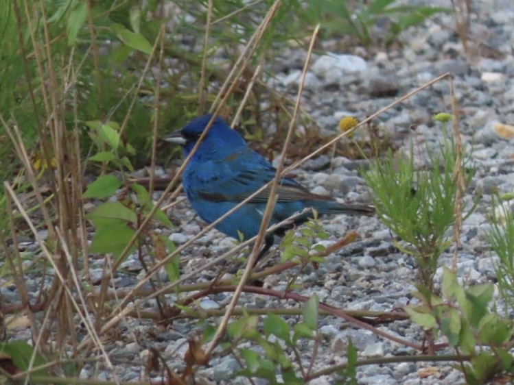 Indigo Bunting - ML638877824