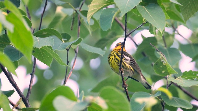 Cape May Warbler - ML638877826