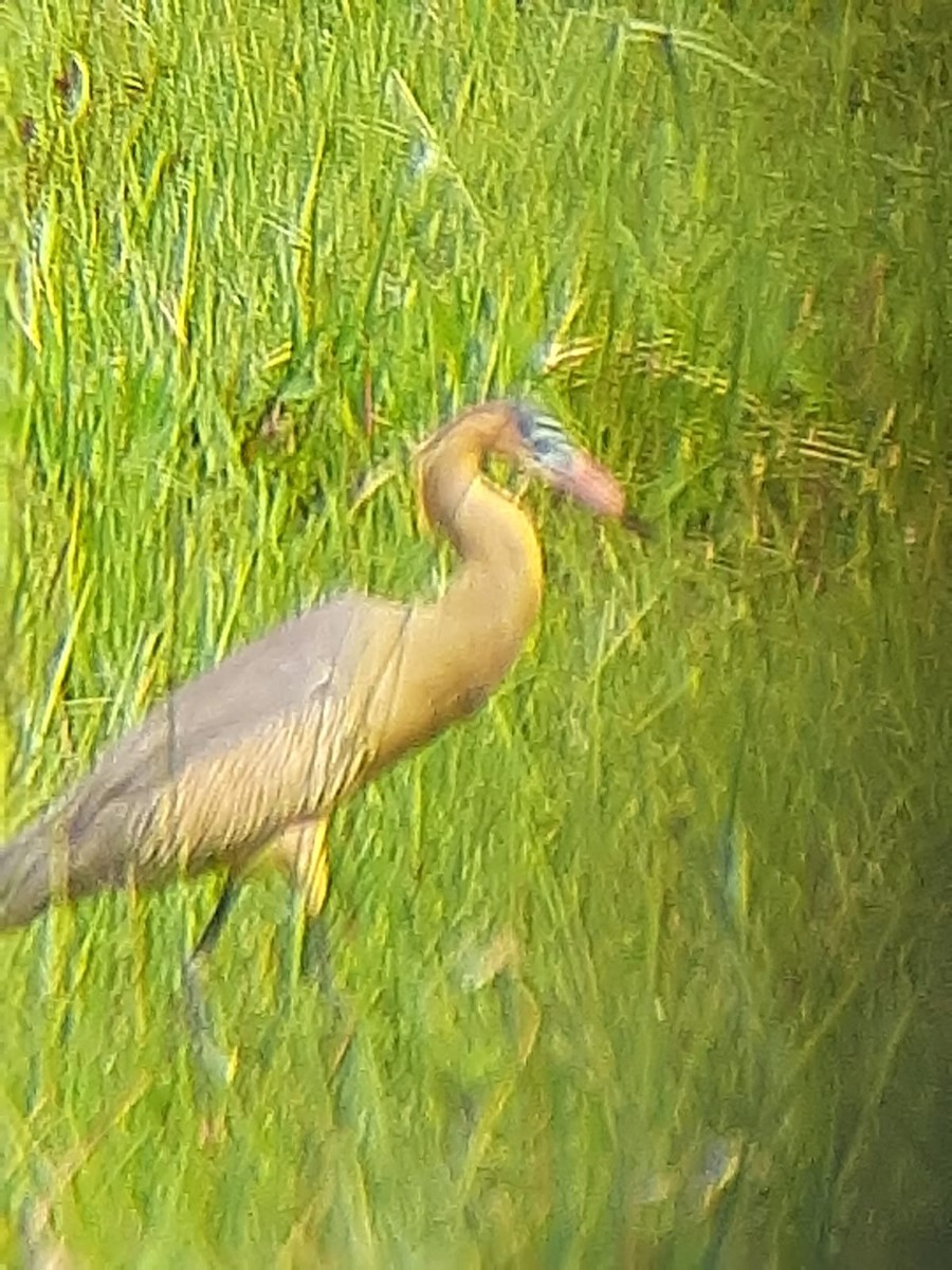 Whistling Heron - ML638877839