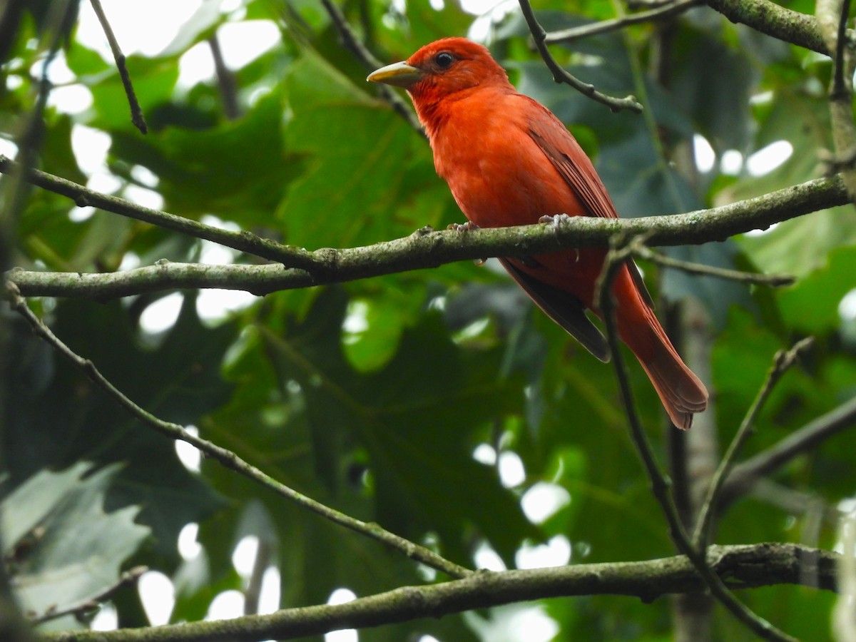 Summer Tanager - ML638877868