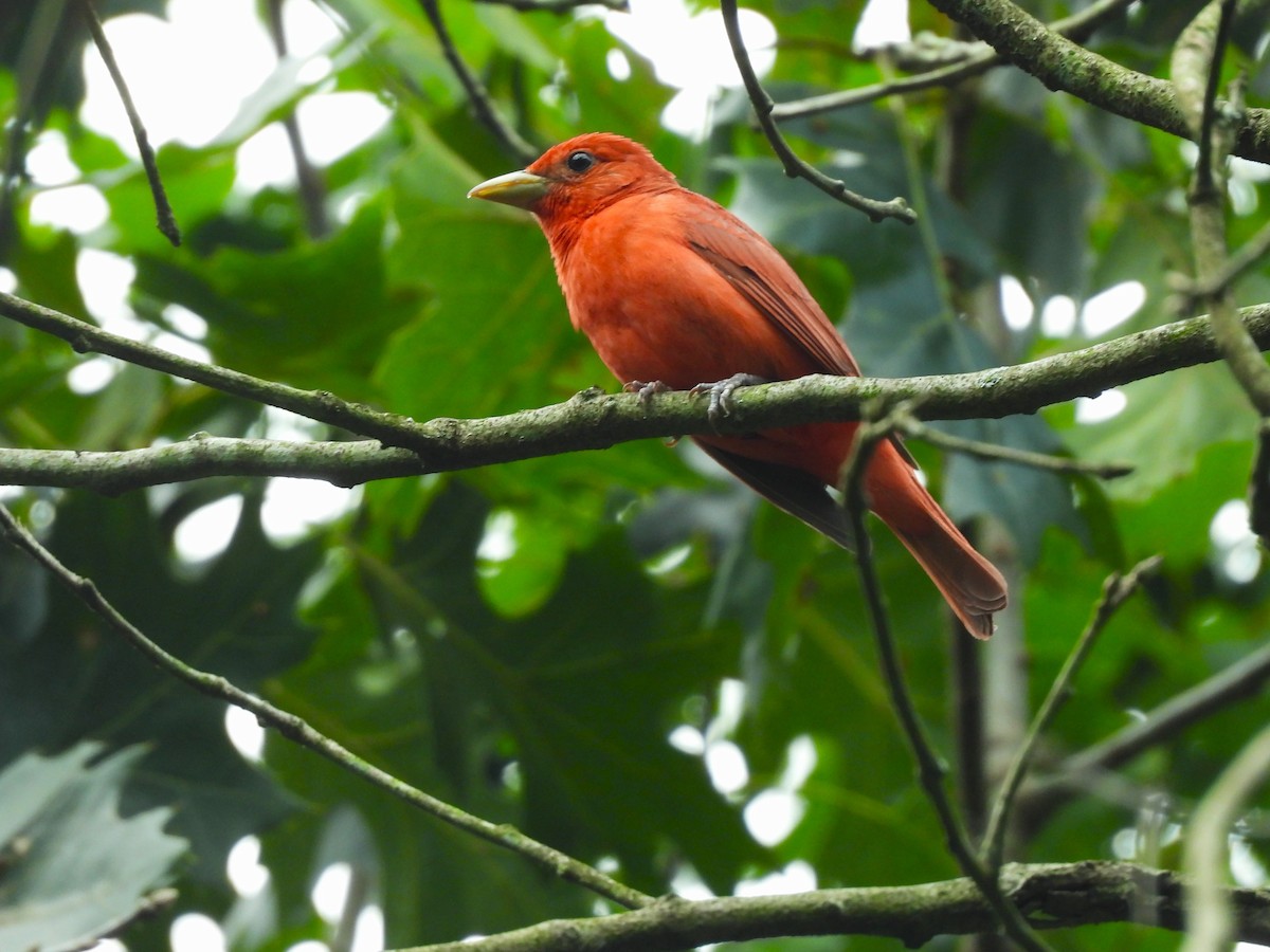 Summer Tanager - ML638877869
