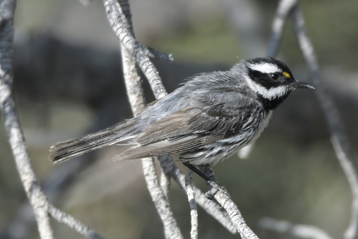 Black-throated Gray Warbler - ML638877934