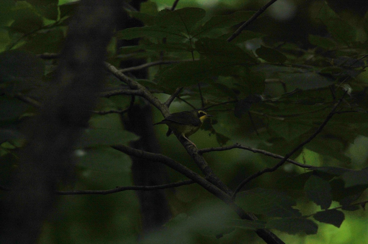 Kentucky Warbler - ML638877936