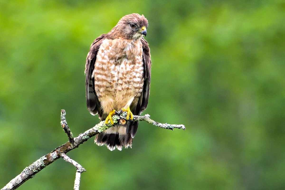 Broad-winged Hawk - ML638877978