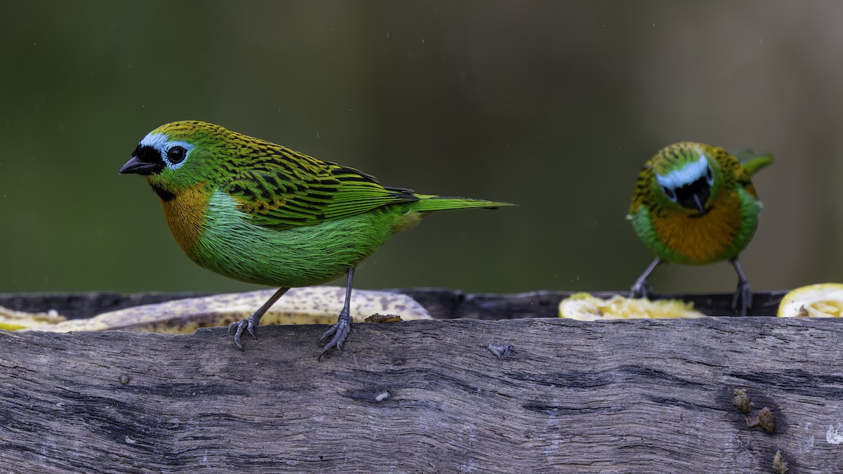 Brassy-breasted Tanager - ML638878016