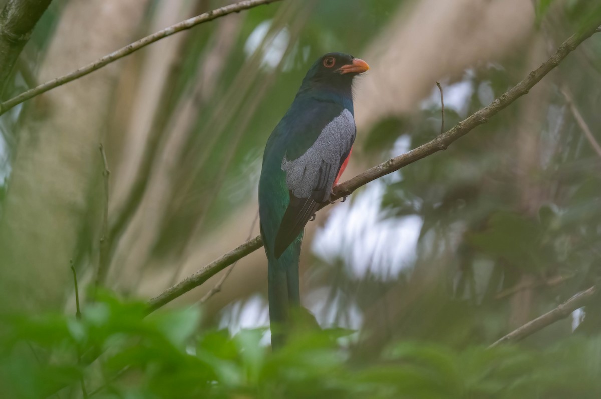 Trogón Grande - ML638878045