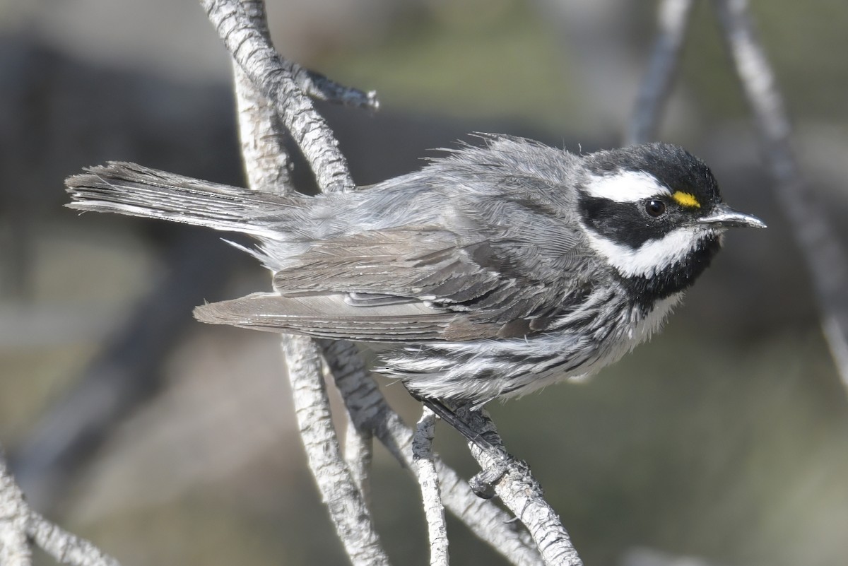 Black-throated Gray Warbler - ML638878063