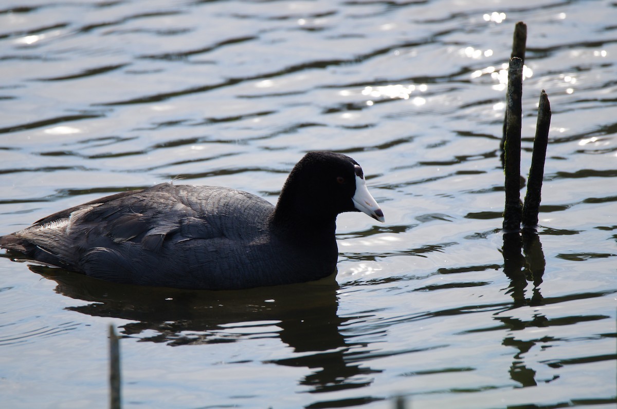 American Coot (Red-shielded) - ML638878069