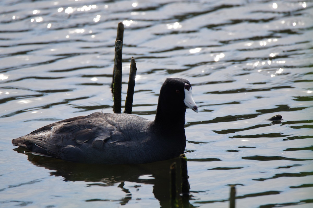 American Coot (Red-shielded) - ML638878070
