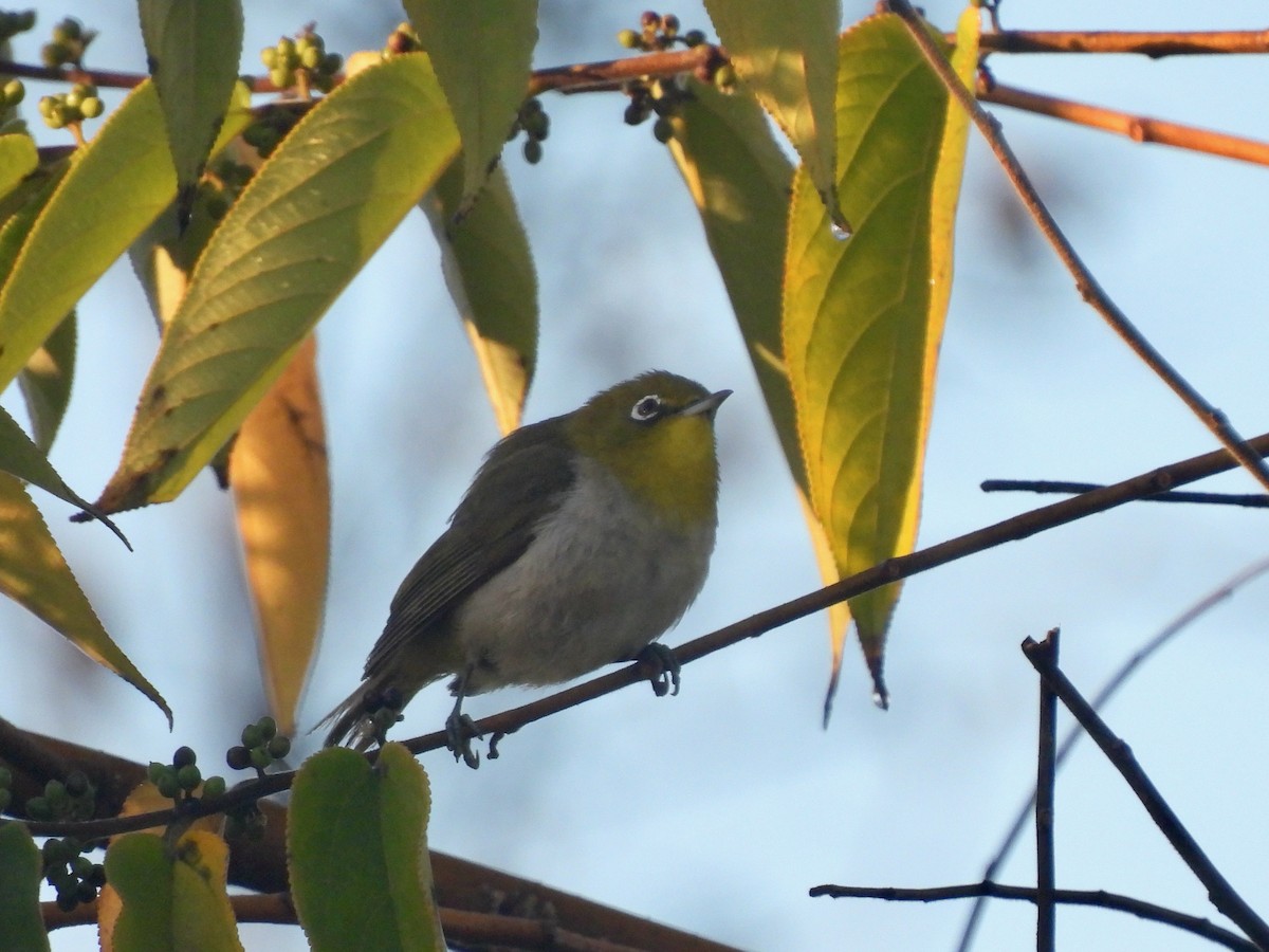 Warbling White-eye - ML638878121